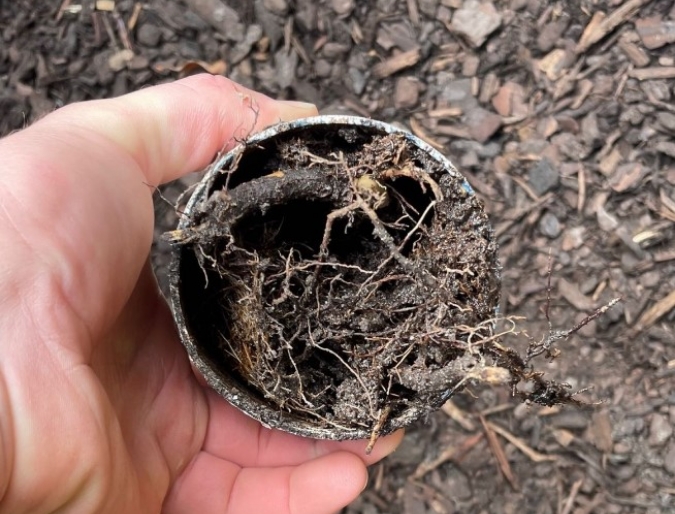 Blocked Drains | Root Removal